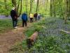 Bluebell-Walk-1