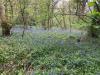 Bluebell-Walk-3